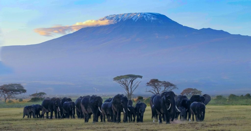 Amboseli National 