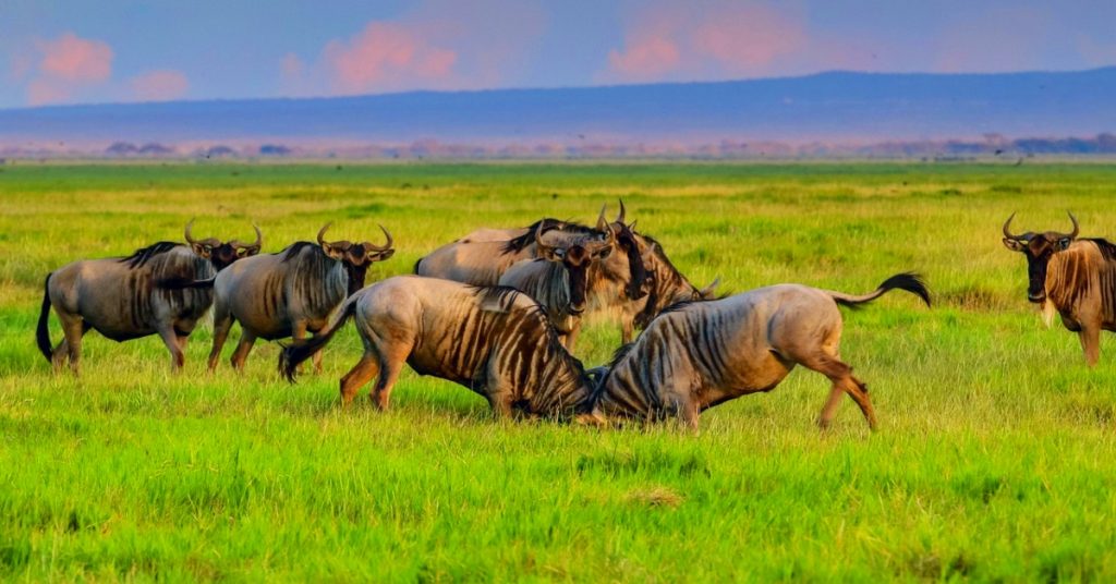 Top Best African Safari Parks and Destinations