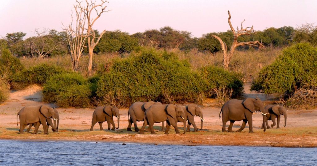 Chobe National Park