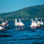 Lake Nakuru