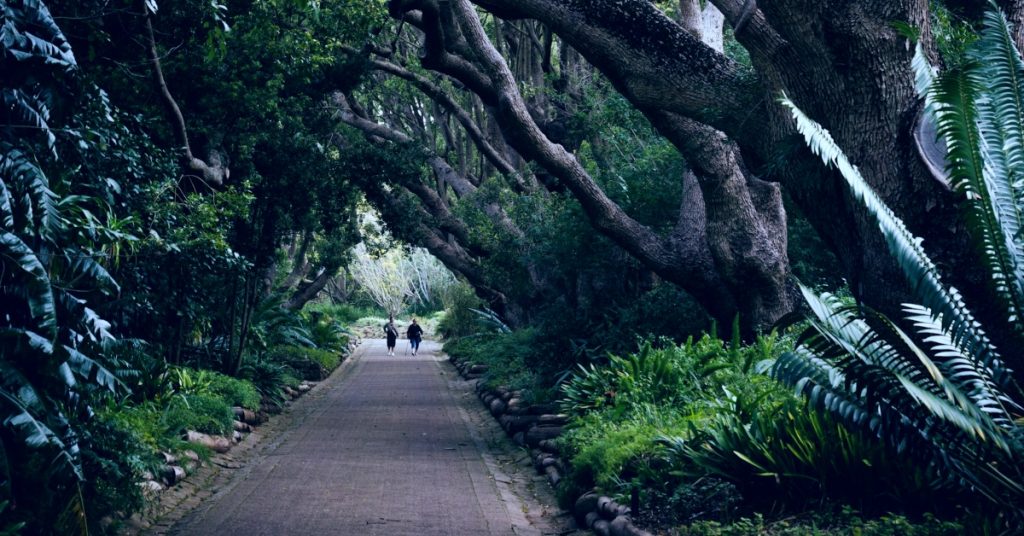 Kirstenbosch National Botanical Garden